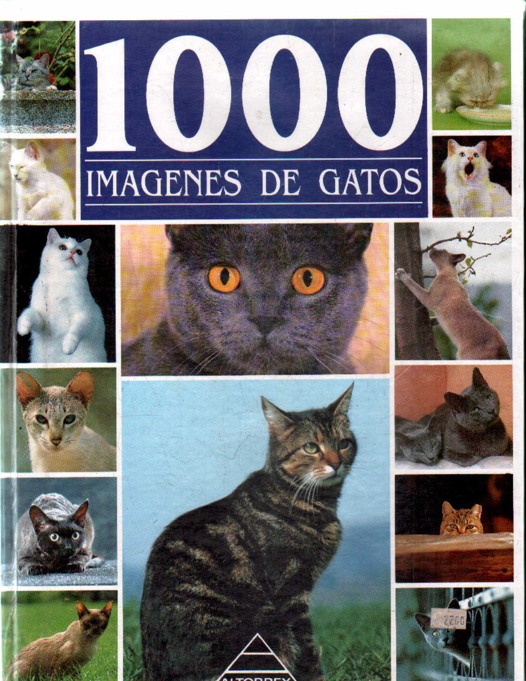 MIL IMÁGENES DE GATOS
