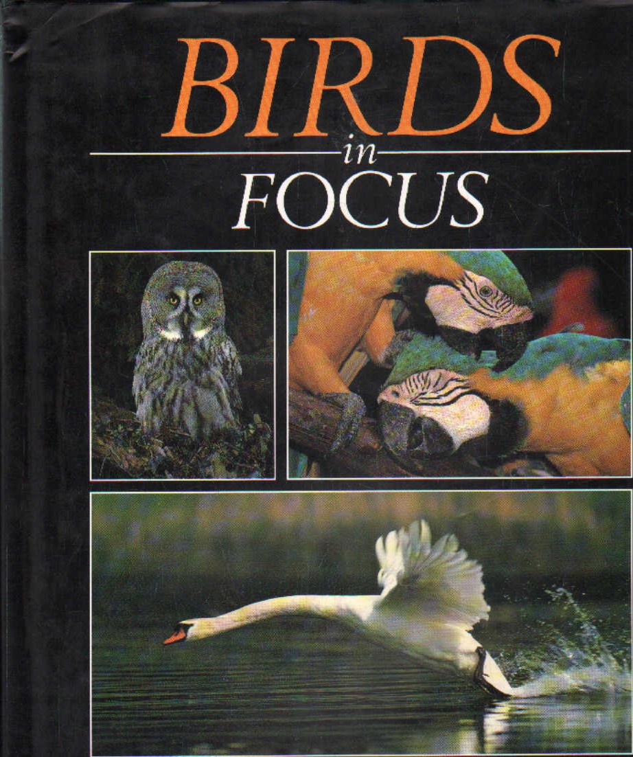BIRDS IN FOCUS