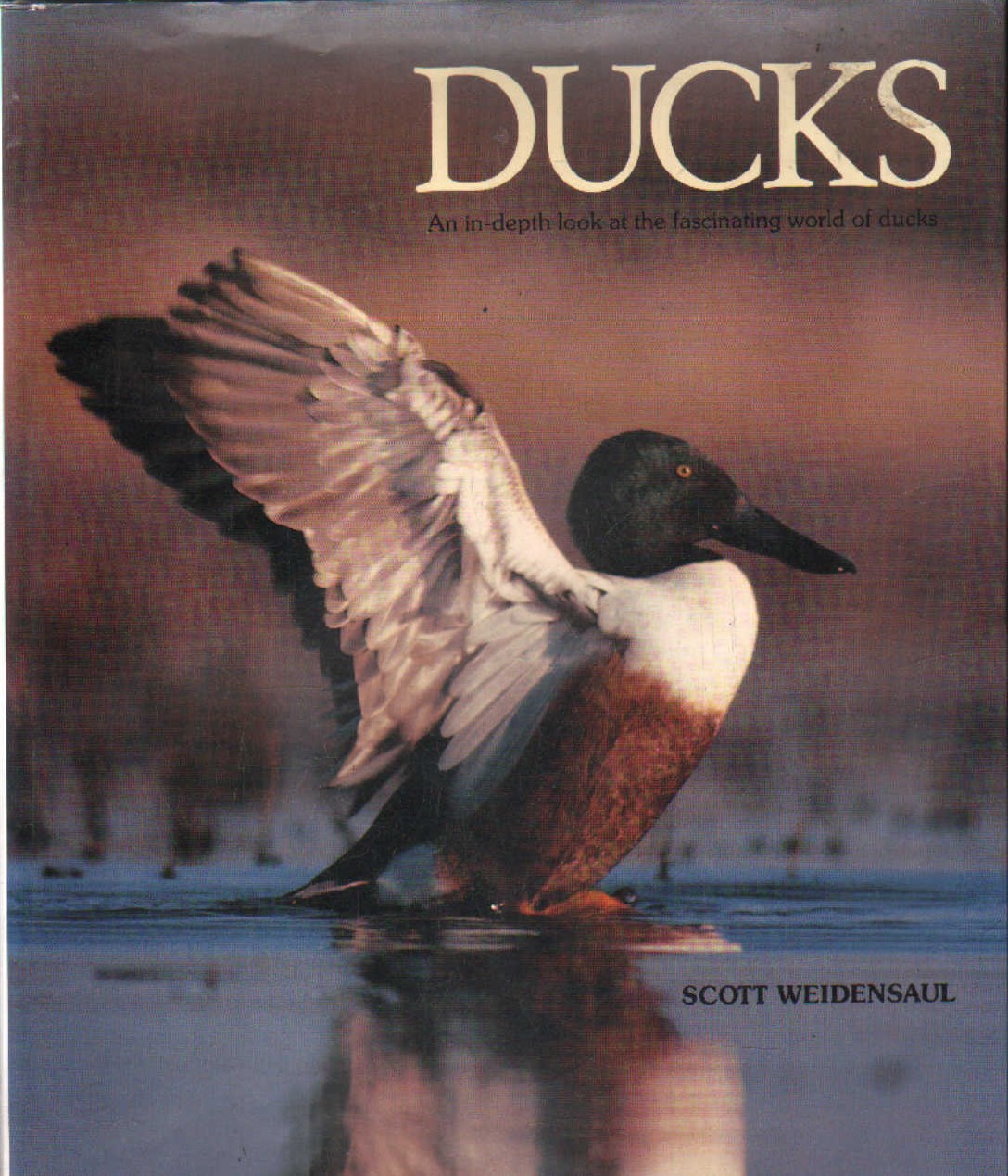 DUCKS