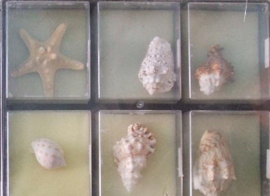 ESTUCHE CONCHAS, CARACOLAS Y ESTRELLAS DE MAR