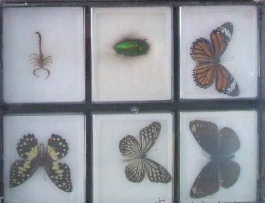 ESTUCHE MARIPOSAS, ESCARABAJOS, MARIPOSAS