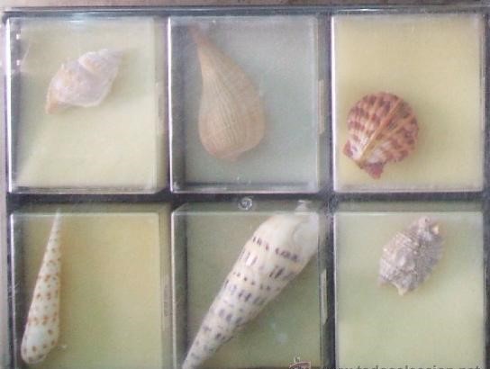 ESTUCHE CONCHAS Y CARACOLAS
