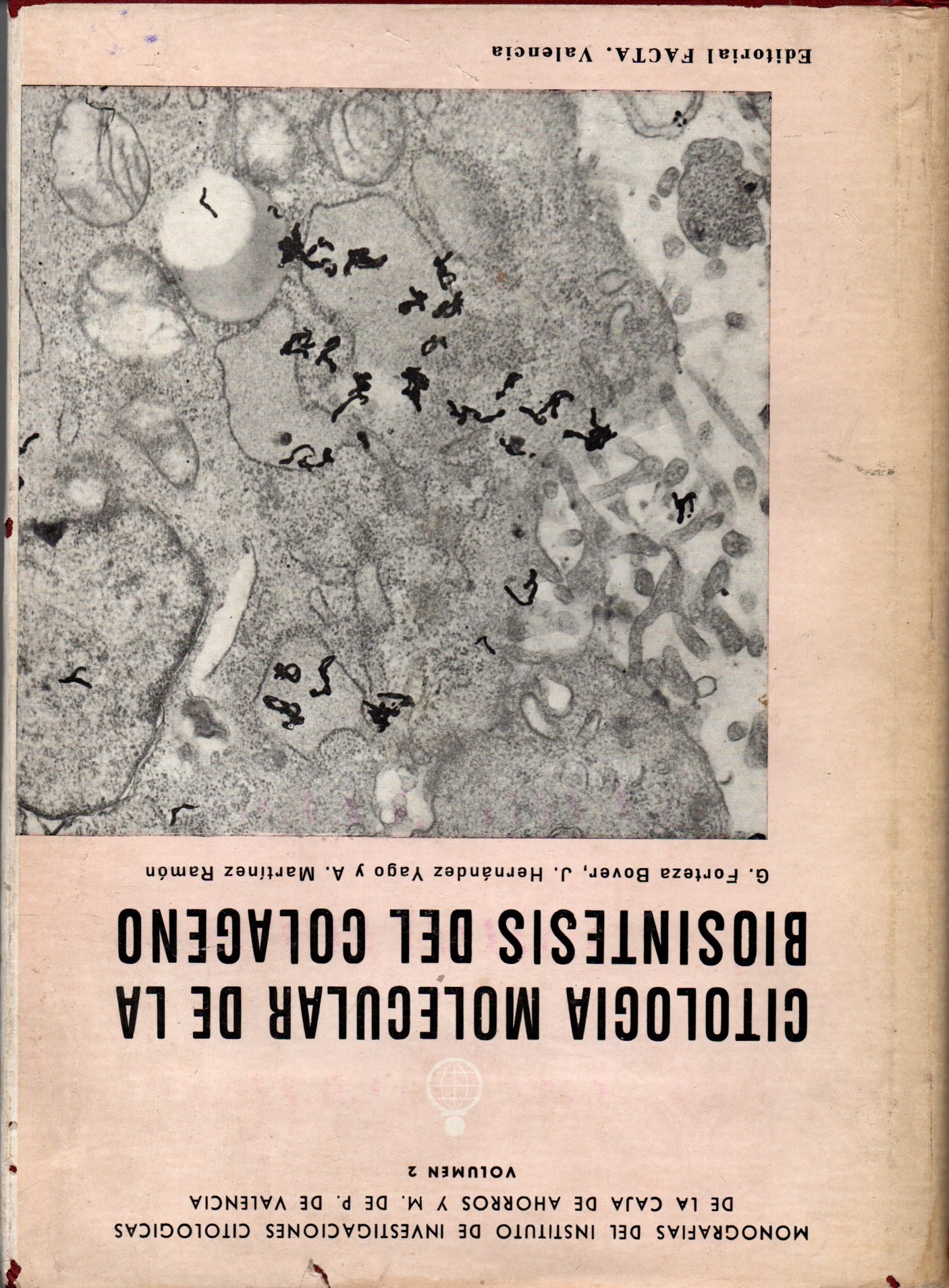 CITOLOGÍA MOLECULAR DE LA BIOSINTESIS DEL COLAGENO