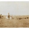 FOTOGRAFIA DE ESCENAS GANADERIA TOROS EN EL CAMPO