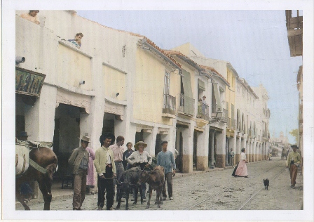 LAMINA FOTO REPRODUCCION ARCHIVO ABC TERNERITOS CAMINO DE LA VEGA DE TRIANA PRINCIPIOS DEL SIGLO XX