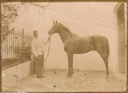 FOTOGRAFIA EN PAPEL FINO. CABALLO CON SU DOMADOR, SOBRE 1900