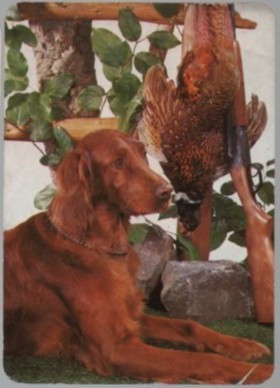 CALENDARIO SETTER IRLANDES AÑO 1994