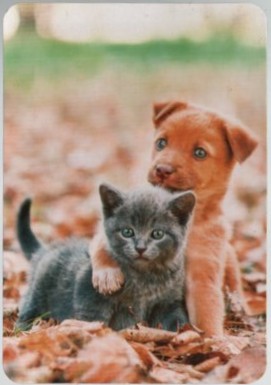 CALENDARIO GATO Y PERRO CACHORROS JUNTOS AÑO 2021
