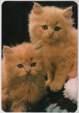 CALENDARIO GATITOS AÑO 1988