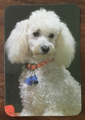 CALENDARIO PERROS AÑO 1978