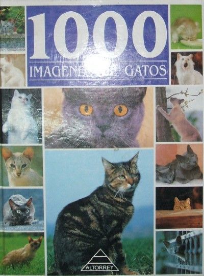 1000 IMAGENES DE GATOS