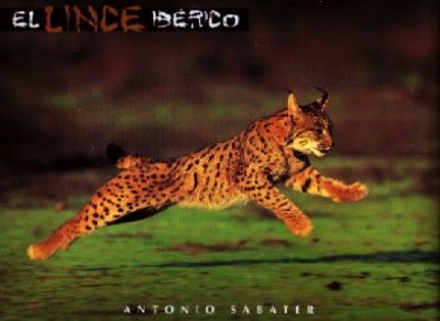 EL LINCE IBERICO