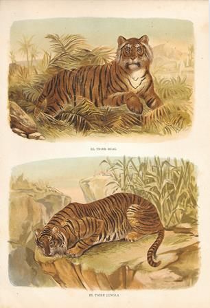 CROMOLITOGRAFIA DE ANIMALES: EL TIGRE REAL Y EL TIGRE JUNGLA