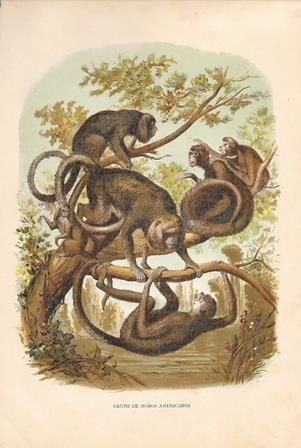 CROMOLITOGRAFIA DE ANIMALES: GRUPO DE MONOS AMERICANOS