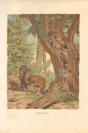 CROMOLITOGRAFIA DE ANIMALES: GRUPO DE PUMAS
