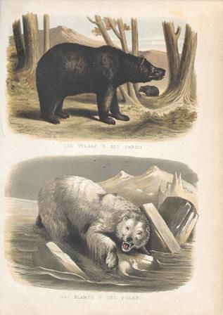 CROMOLITOGRAFIA DE ANIMALES: OSO VULGAR O PARDO Y OSO BLANCO O POLAR
