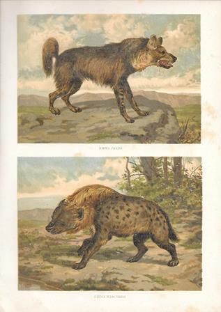 CROMOLITOGRAFIA DE ANIMALES: HIENA PARDA Y HIENA MANCHADA