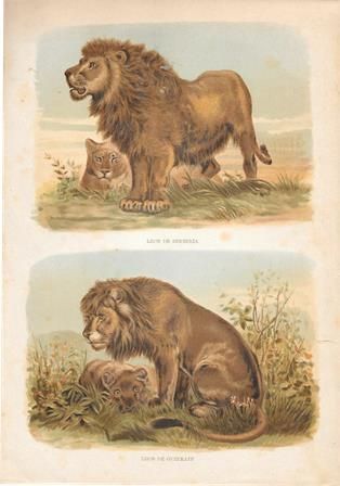 CROMOLITOGRAFIA DE ANIMALES:LEON DE BERBERIA Y LEON DE GUZERATE