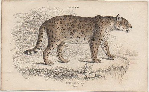 LITOGRAFIA DE ANIMALES. PLATE 11. FELIS ONCA. MALE. SOBRE 1840 APROX. 17X10,5 CM.