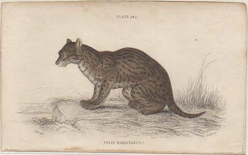 LITOGRAFIA DE ANIMALES. PLATE 24. FELIS HIMALYANUS. SOBRE 1840 APROX. 17X10,5 CM.