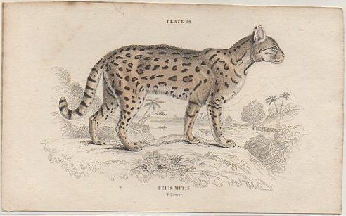 LITOGRAFIA DE ANIMALES. PLATE 14. FELIS MITIS. SOBRE 1840 APROX. 17X10,5 CM.