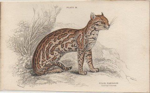 LITOGRAFIA DE ANIMALES. PLATE 16. FELIS PARDALIS. SOBRE 1840 APROX. 17X10,5 CM.