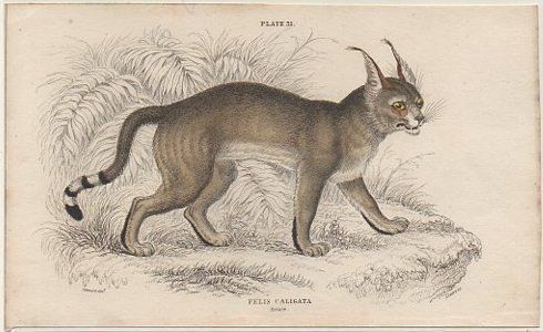 LITOGRAFIA DE ANIMALES. PLATE 31. FELIS CALIGATA. SOBRE 1840 APROX. 17X10,5 CM.