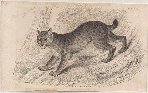 LITOGRAFIA DE ANIMALES. PLATE 33. FELIS CANADENNIS. SOBRE 1840 APROX. 17X10,5 CM.