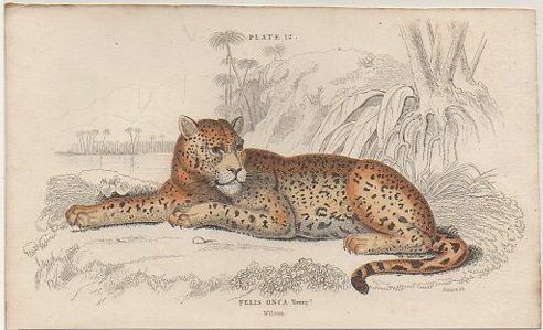 LITOGRAFIA DE ANIMALES. PLATE 11. FELIS ONCA. YOUNG. SOBRE 1840 APROX. 17X10,5 CM.