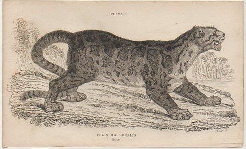 LITOGRAFIA DE ANIMALES. PLATE 9. FELIS MACROCELIS. SOBRE 1840 APROX. 17X10,5 CM.