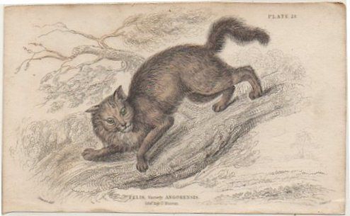 LITOGRAFIA DE ANIMALES. PLATE 17. THE WILD CAT. SOBRE 1840 APROX. 17X10,5 CM.