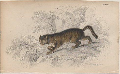 CROMOLITOGRAFIA DE ANIMALES. EN CUATRICOMIA. RINOCERONTE DE LA INDIA