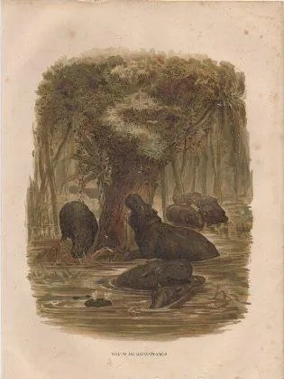 CROMOLITOGRAFIA DE ANIMALES. GRUPO DE HIPOPOTAMOS