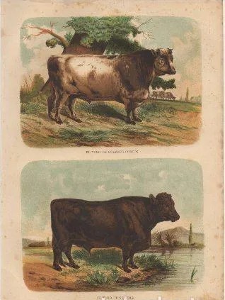 CROMOLITOGRAFIA DE ANIMALES. TORO DE CUERNOS CORTOS Y TORO DE SUFFOLK