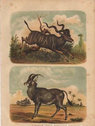 CROMOLITOGRAFIA DE ANIMALES. EL ESTREPSICERO CUDÚ. EL EGOCERO AZUL