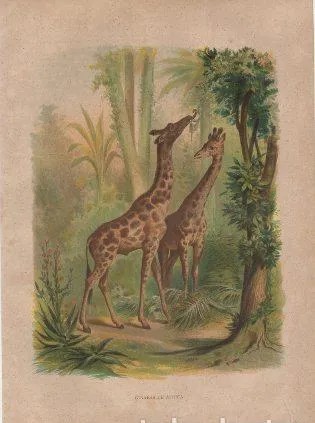 CROMOLITOGRAFIA DE ANIMALES. GIRAFAS DE AFRICA