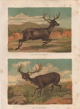 CROMOLITOGRAFIA DE ANIMALES. EL CARIACO DE VIRGINIA. EL GAMO PLATICERCO