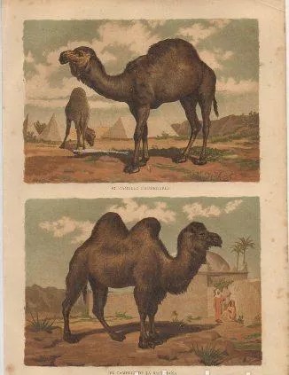 CROMOLITOGRAFIA DE ANIMALES. EL CAMELLO DROMEDARIO. EL CAMELLO DE LA BACTRIANA