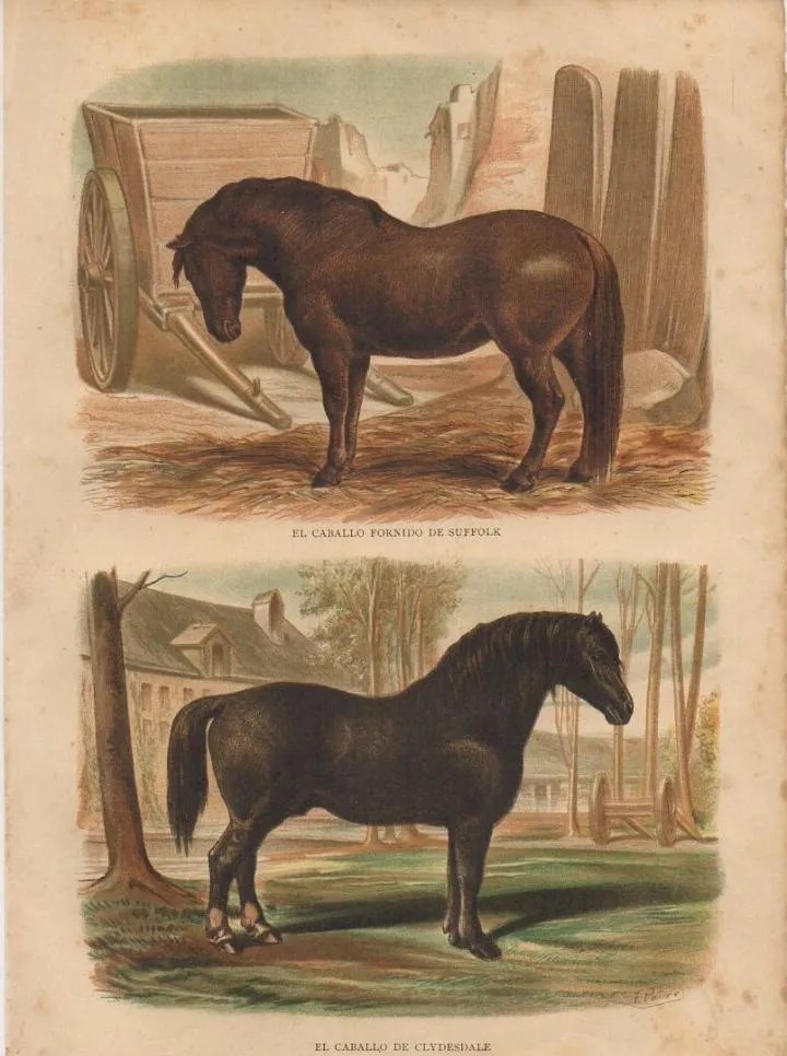 CROMOLITOGRAFIA DE ANIMALES. CABALLO FORNIDO DE SUFFOLK Y CABALLO DE CLYDESDALE