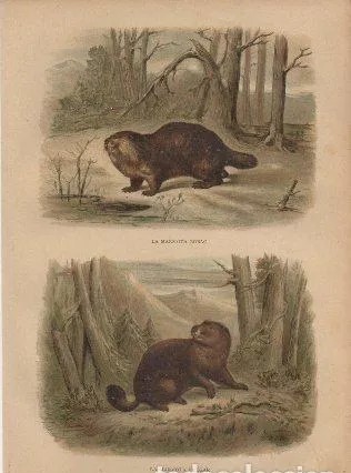 CROMOLITOGRAFIA DE ANIMALES. LA MARMOTA BOBAC Y LA MARMOTA VULGAR