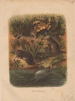 CROMOLITOGRAFIA DE ANIMALES. GRUPO DE SORICIDEOS