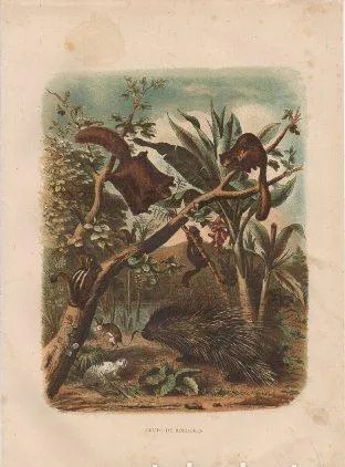 CROMOLITOGRAFIA DE ANIMALES. GRUPO DE ROEDORES