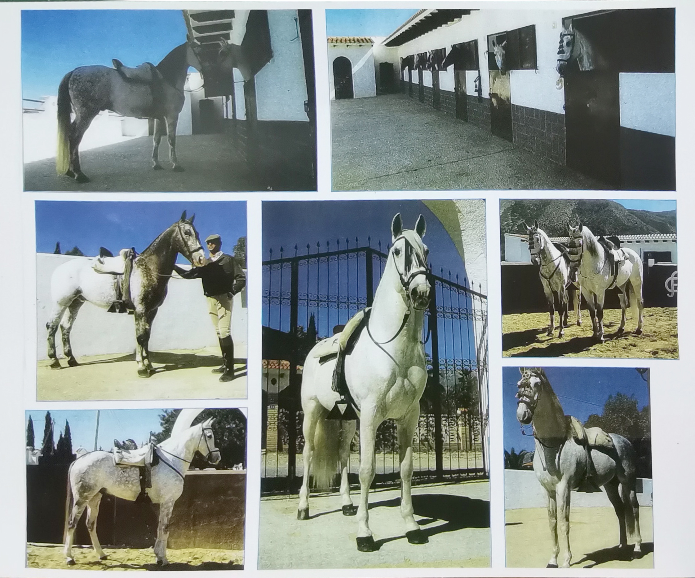 REPRODUCCION FOTOGRAFIA COLLAGE CABALLOS