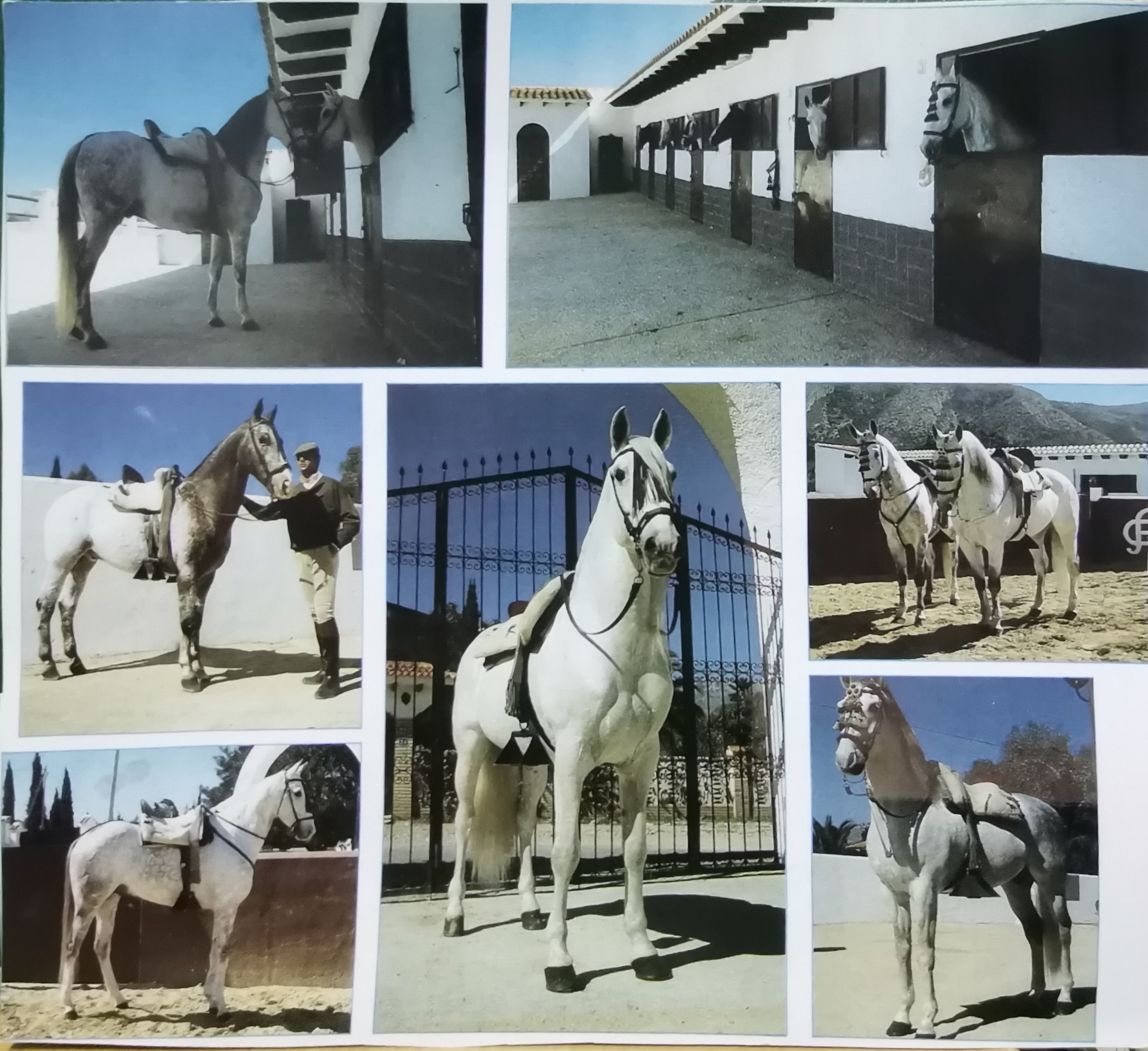 REPRODUCCION FOTOGRAFIA COLLAGE CABALLOS