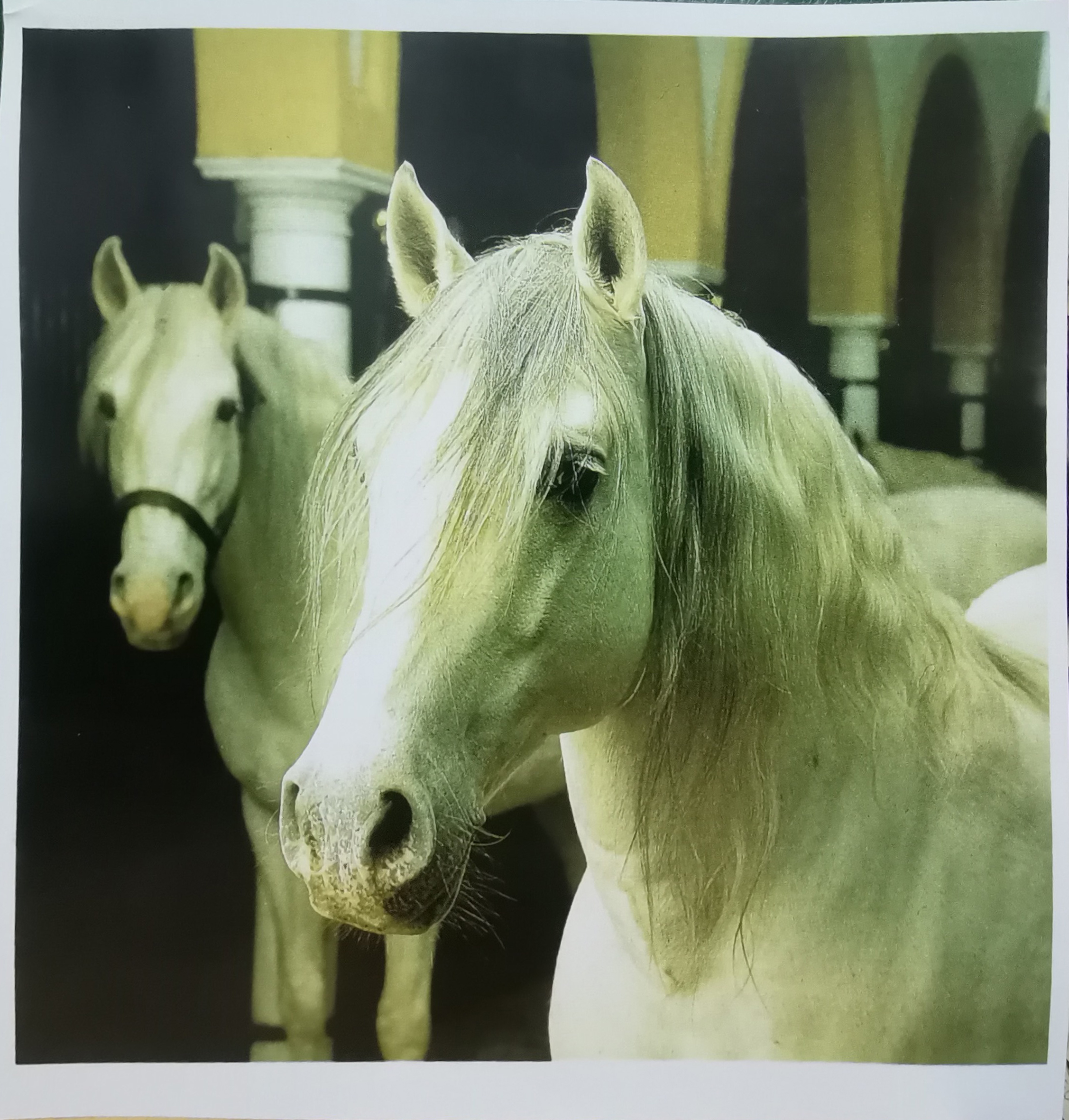 REPRODUCCION FOTOGRAFIA CABALLOS