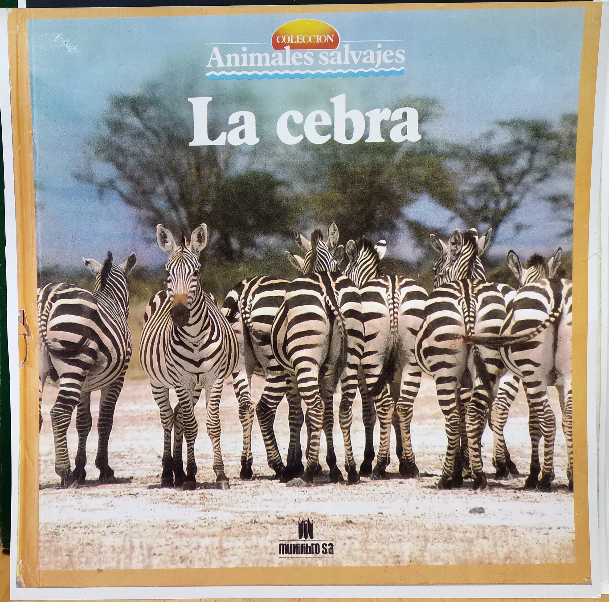 REPRODUCCION FOTOGRAFIA COLECCIÓN ANIMALES SALVAJES, LA CEBRA