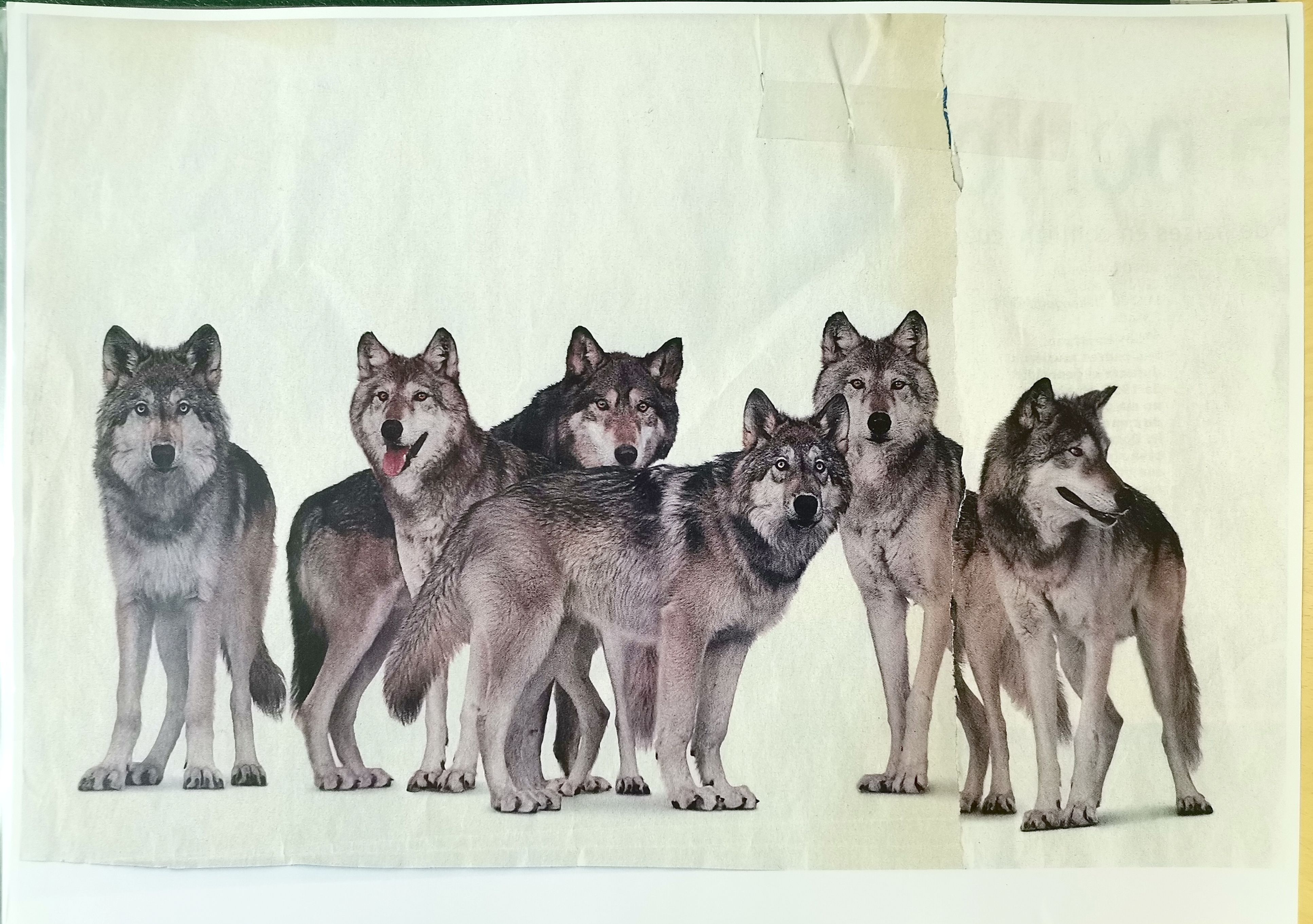 REPRODUCCION ILUSTRACION MANADA DE LOBOS