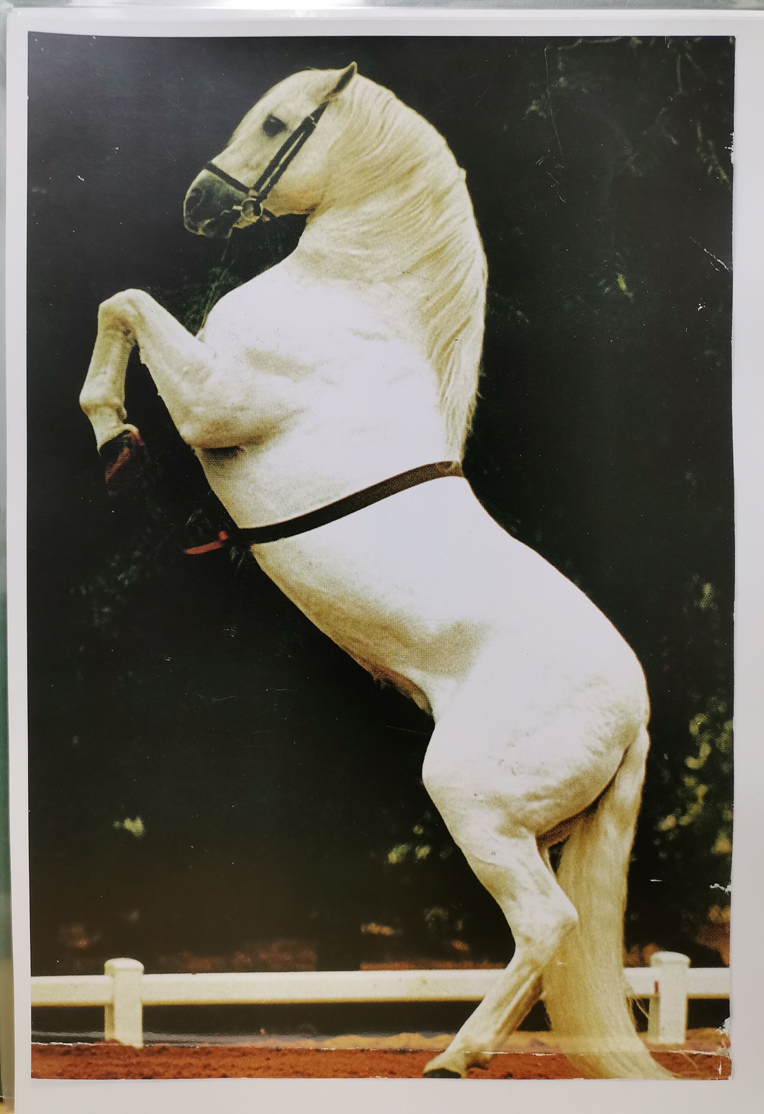 REPRODUCCION CARTEL ECUESTRE CABALLO ANDALUZ