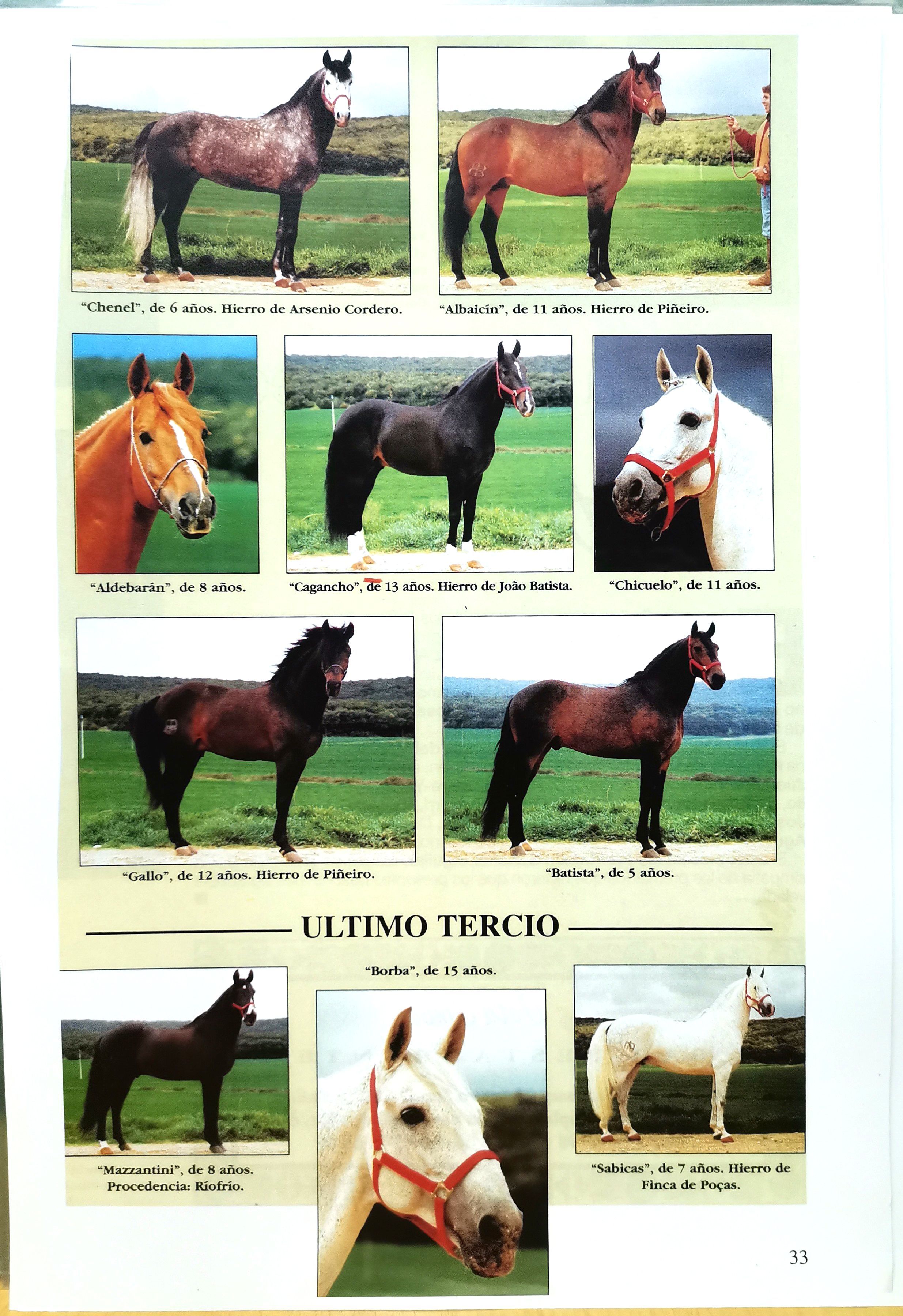 REPRODUCCION PAGINA DE REVISTA FOTOGRAFIAS DE CABALLO "ULTIMO TERCIO"