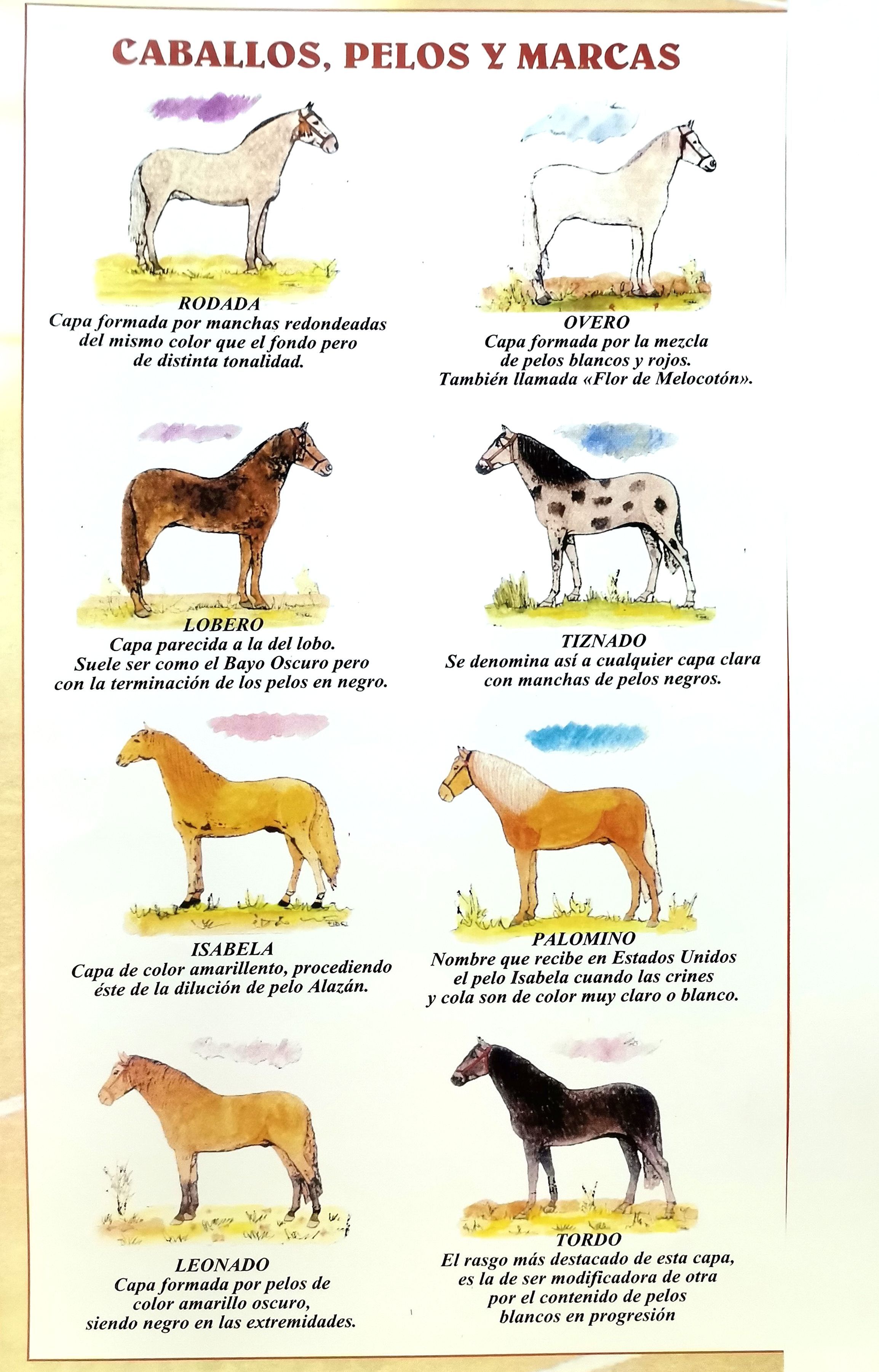 REPRODUCCION CARTEL CABALLOS, PELOS Y MARCAS